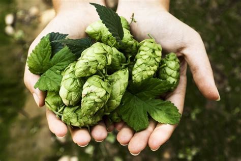Humulus Lupulus Özü: Doğal Sakinleştirici ve Cilt Rahatlatıcı.