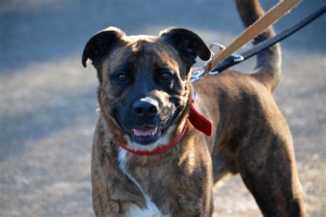 Hunde suchen eine Familie - Tierheim Marl