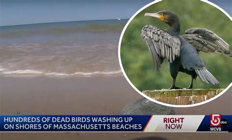 Hundreds Of Dead Birds Wash Up On Martha