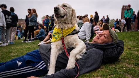 Hundreds of Golden Retrievers gather on Boston Common to honor memory of Spencer the marathon dog