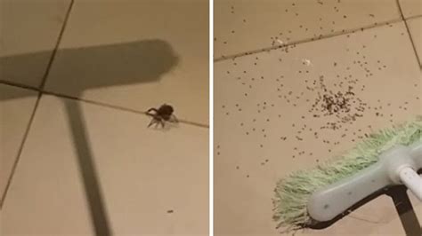 Hundreds of baby spiders explode from mother