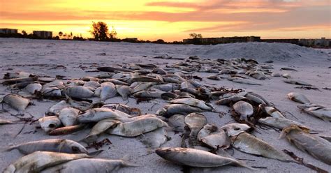 Hundreds of dead fish wash up on Florida beaches