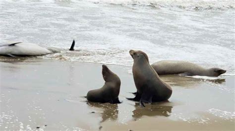 Hundreds of dolphins and sea lions have washed up dead or sick in California amid toxic algae outbreak