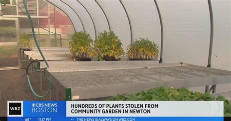 Hundreds of plants stolen from Newton Community Farm