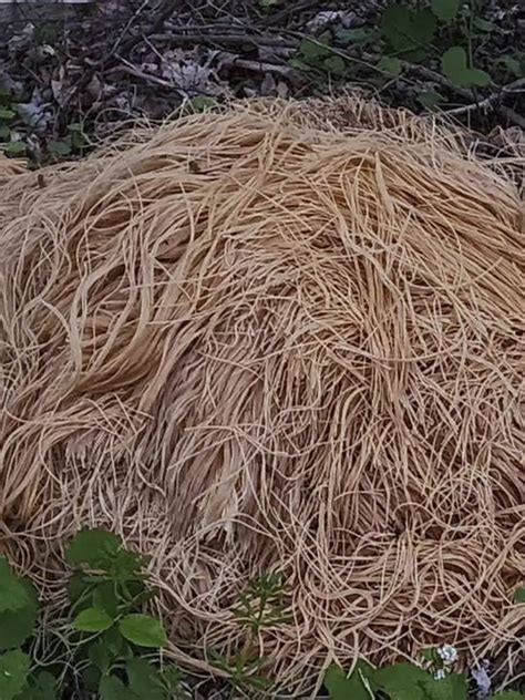 Hundreds of pounds of pasta dumped near New Jersey stream
