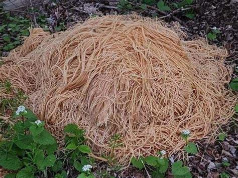 Hundreds of pounds of pasta mysteriously dumped in New Jersey town