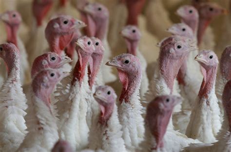 Hundreds of thousands of turkeys are sick. How could that impact your holiday plans?