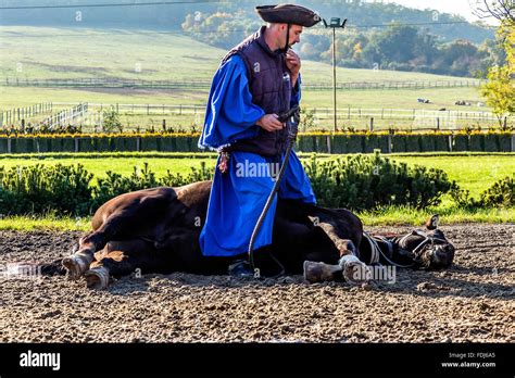 Hungarian Horsemen - Reviews, Photos - Lazar …