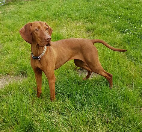 Ava - female Hungarian Vizsla Cross. Dogs Trust - Ilfracombe. Age: 5 - 7 years. Adoption fee: Please check with the rescue. Ava is a seven-year-old Hungarian Vizsla. She is loving and affectionate with the people she knows. For an older girl, she really enjoys her walks and is confident going to most places including the b.. 