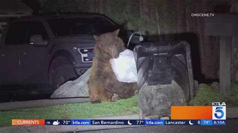 Hungry bear seen rummaging through trash in Monrovia 