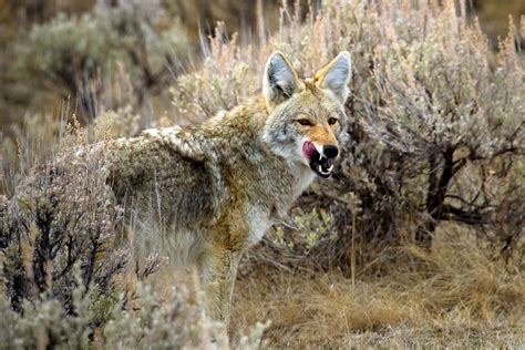 Hungry coyote. Things To Know About Hungry coyote. 
