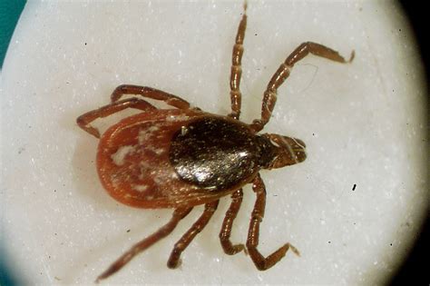 Hungry ticks use a static trick to land on you and your pets