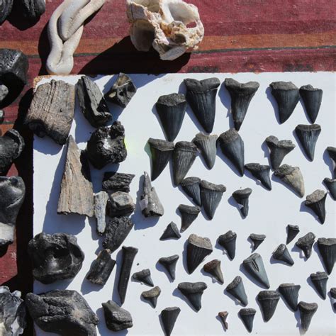 Hunt Fossil Shark Teeth in Summerville South Carolina - Black …