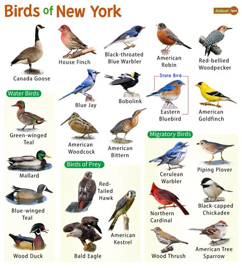 Hunt These 5 Species Year-Round in New York