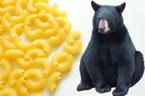 Hunter ticketed for trying to bait bears with noodles