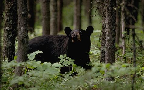 Hunters harvest 12 black bears during Missouri’s third hunting season
