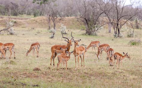 Huntershill Safaris - Huntershill Safaris