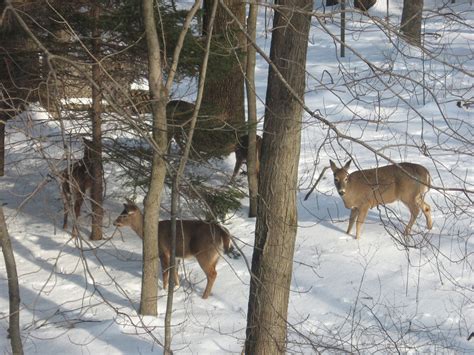 Hunting - Tankerhoosen Valley