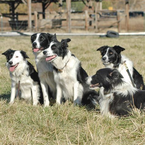 Hunting Border Collies? - General Border Collie Discussion - BC …