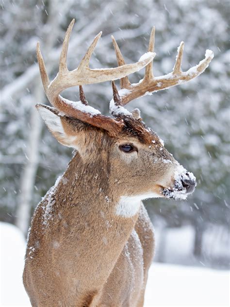 Hunting Deer After A Snowfall – PrecisionOutdoors