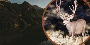 Hunting Guide Outfitter Jobs
