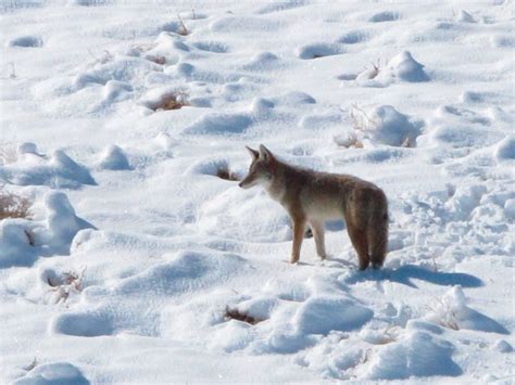 Hunting coyotes? Follow this playbook for a successful hunt