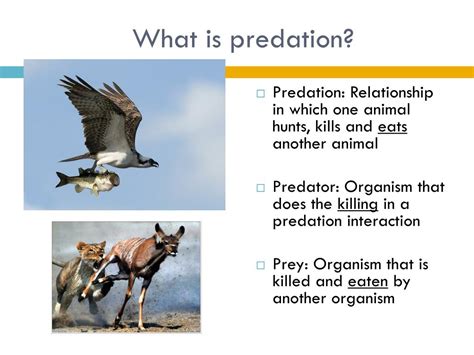 Hunting definition biology.  Defining the Interaction A predator-prey relationship...