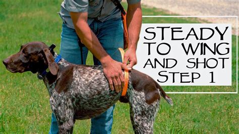 Hunting dog training. Things To Know About Hunting dog training. 
