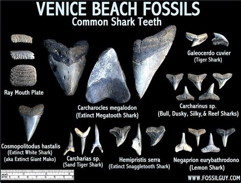 Hunting fossil shark teeth in venice florida the complete guide on the beach scuba diving and inland. - Vom schlafmohn zu den synthetischen opiaten.