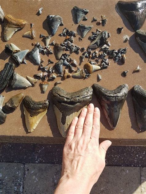 Hunting fossil shark teeth in venice florida the complete guide. - The malt whisky file a connoisseur s guide to malt.