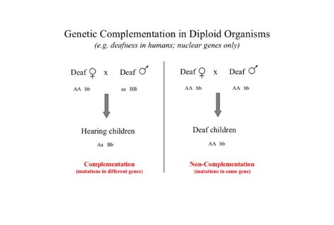 Hunting the gene Flashcards Quizlet