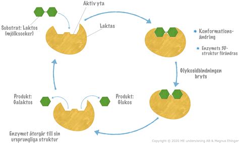 Hur fungerar h&auml;stens leder Trikem Academy