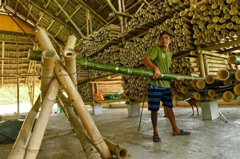 Hur snabbt växer bambu