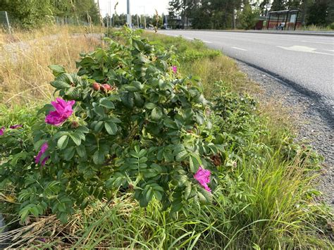 Hur sprider du euryops3