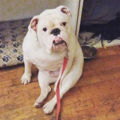 Please Vote for Hurley's Heart Bulldog Rescue!!They’re amazing peop... le, so helpful, affectionate and love each and every bulldog they see. The love they give is unconditional, please vote & share for a Rescue that makes a difference!! Thank you ️ 🐾 💙 🐾 See more. 