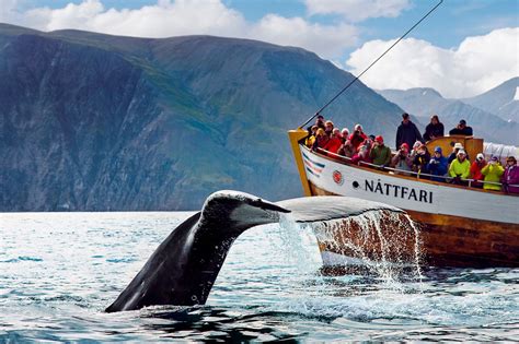 Husavik Whale Watching - Top Rated Tours