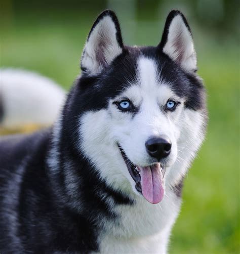 Huskey's - Huskies are beautiful dogs with double coats fit for handling harsh, cold climates and have been used for centuries as sled dogs, mainly in Arctic regions. Huskies make excellent companions and are known …
