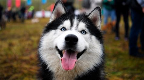 Husky