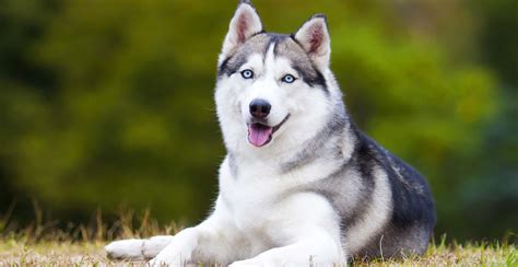 Husky & German Shepherd Mix Puppy For Adoption