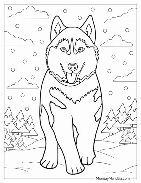 Husky Coloring