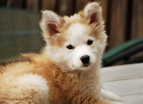 Husky Golden Retriever Puppy