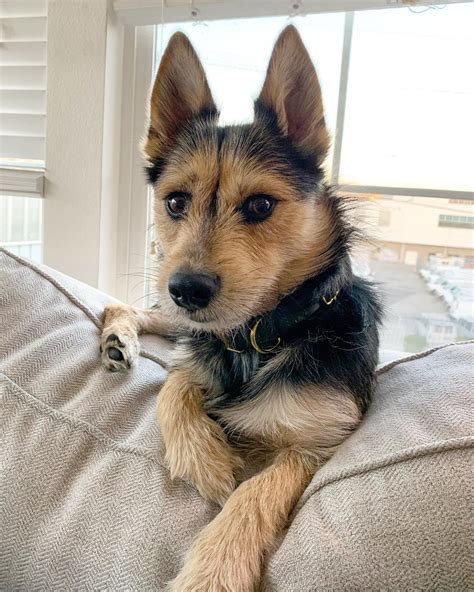 Husky Yorkie temperament