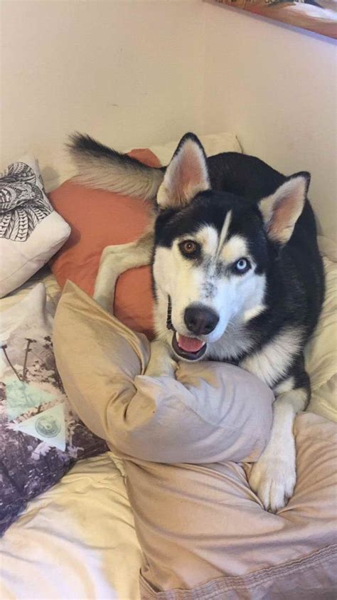 Husky a phone number. .  ...