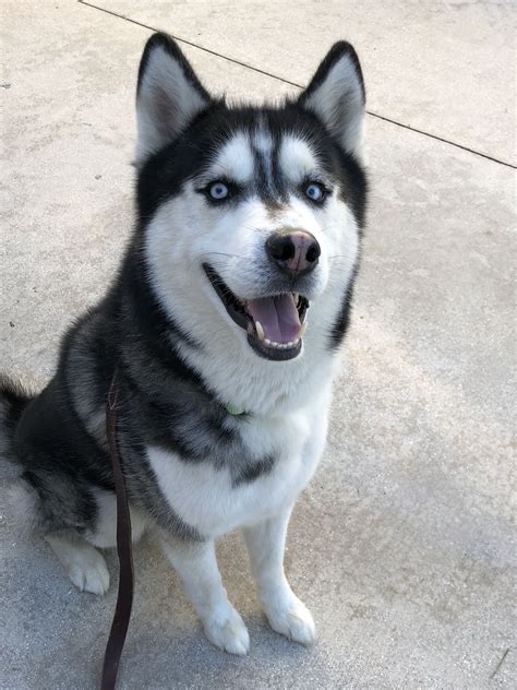 Husky adoption. Find Siberian Husky dogs for adoption in different states across the US. Learn about the breed, its history, personality, and care tips from Siberian Husky Rescue. 