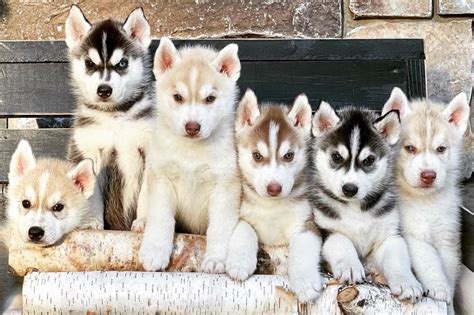 Find a Siberian Husky puppy from reputable breeders near you in Lakevi