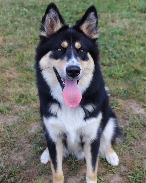 Husky collie mix. Things To Know About Husky collie mix. 
