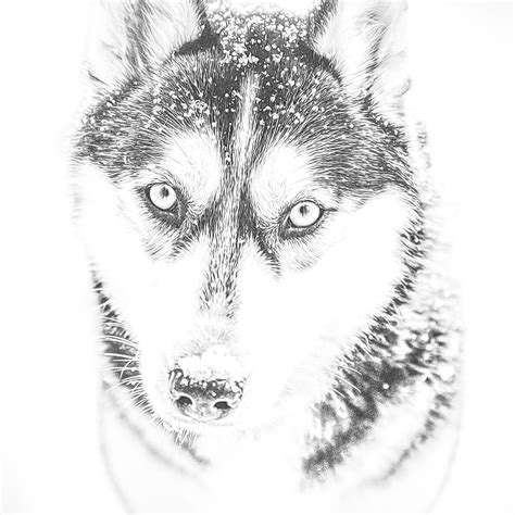 Coloring books: Funny Dogs. Permission: Free for personal, educational, editorial and commercial use. This work is in Public domain. Attribution is not required but welcomed. Print it. Funny Husky coloring page from Dogs category. Select from 77657 printable crafts of cartoons, nature, animals, Bible and many more.. 