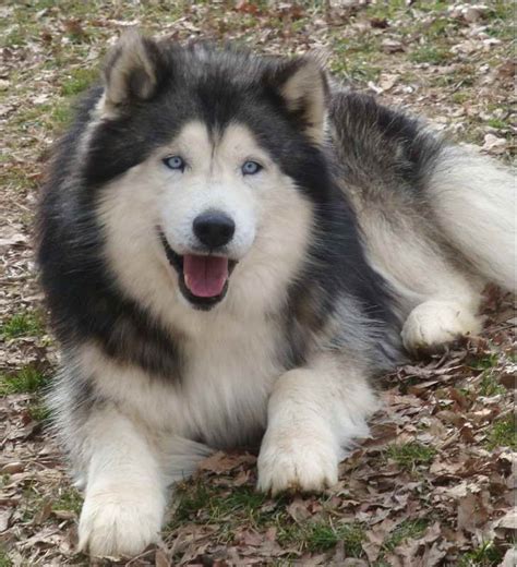 Husky malamute mix. Origin: Alaska, United States. Size: Large breed, males 25 inches tall at the shoulder and 85 pounds, females 23 inches tall and 75 pounds. Breed group: Working dog. Lifespan: 10-14 years. Coat ... 