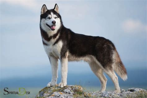 Husky meaning in gujarati. .  A&hellip;.  301 Moved Permanently nginx/1.  Meaning and d...