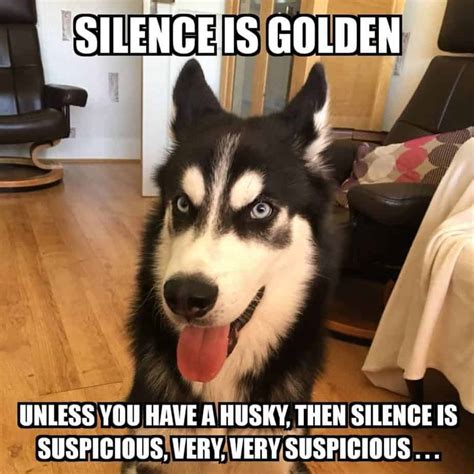 We’ve searched all over the web for some of the best jokes and memes featuring this quirky dog breed. There’s a great chance we missed a lot. If you feel that there is a joke worthy of this list, comment in the section below. Note: we constantly update this jokes list. RECOMMENDED: 101 Best Dog Puns of the Internet. Hilarious Husky Jokes. 